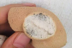 <b>Reasons Why Makeup Puffs Get Moldy</b>